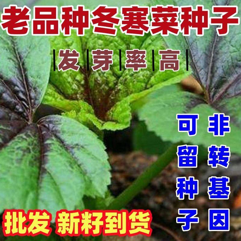 老品种冬寒菜种子四季种植冬寒菜种籽简单易种好吃蔬菜种冬寒菜种