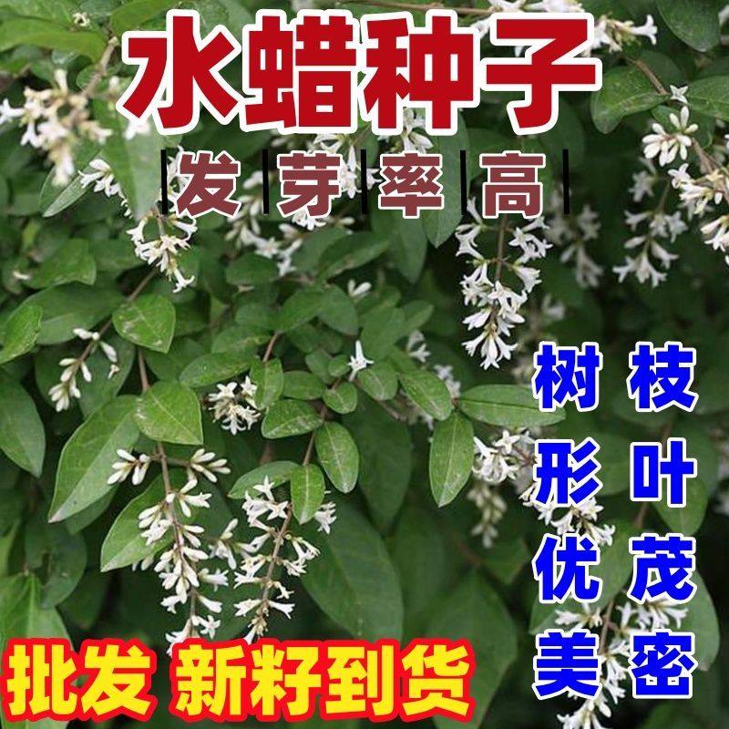 新采水蜡种子包邮北方东北植物种子园林绿化苗木种籽水腊种子