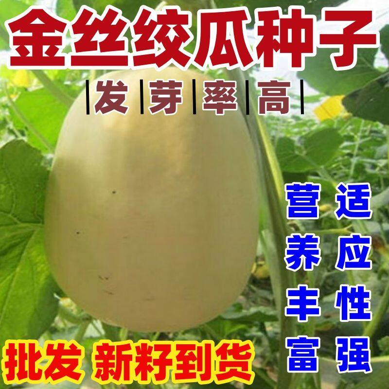 金丝搅瓜种子 天然粉丝南瓜种子 金丝瓜种子 四季 好吃丝瓜种