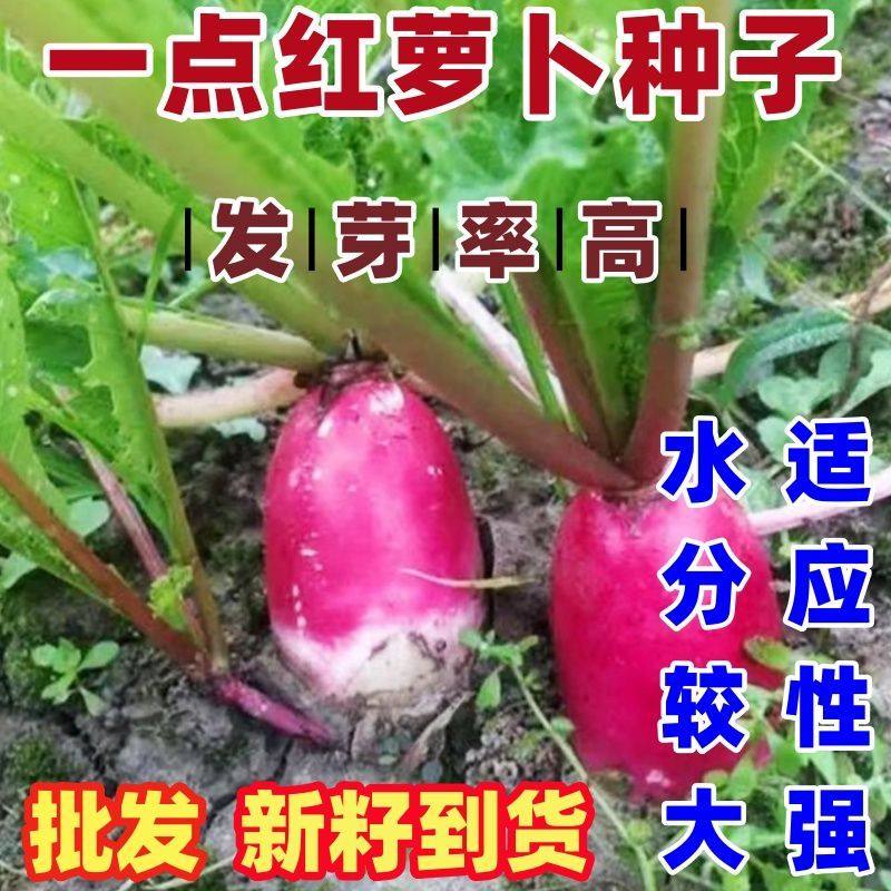 一点红水果萝卜种子四季播甜脆萝卜籽红皮萝卜四季播蔬菜包邮,鲜花速递/花卉仿真/绿植园艺,家庭园艺种子,淘宝优惠券,粉丝福利购,淘宝优惠卷
