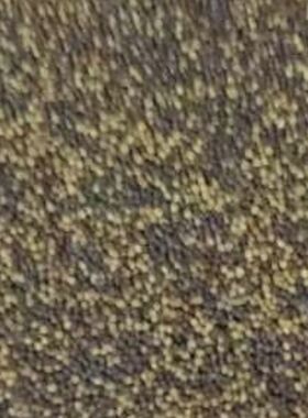 青麻叶大白菜种子农家老品种菜种籽口感脆嫩抗病直筒高筒清脆白菜