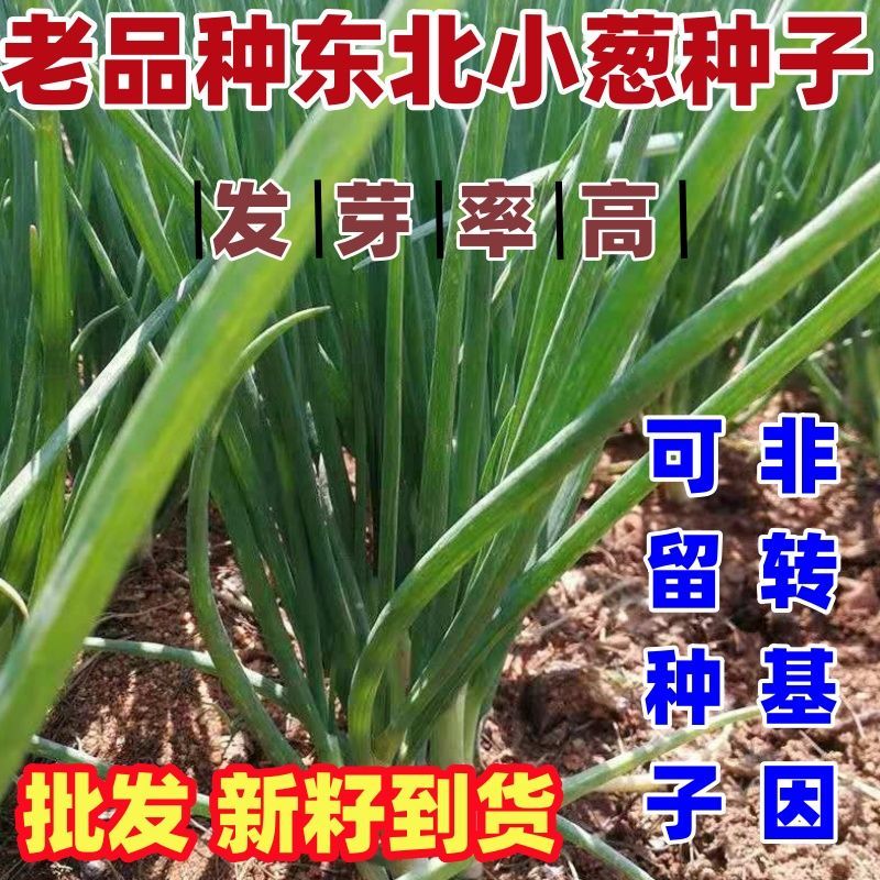 老品种东北农家小葱籽新