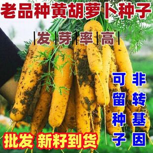 老品种黄胡萝卜种子 黄胡萝卜口感太脆 春秋四季齐头黄胡萝卜种子