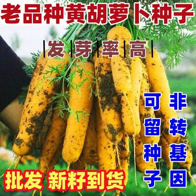 老品种黄胡萝卜种子脆甜易种