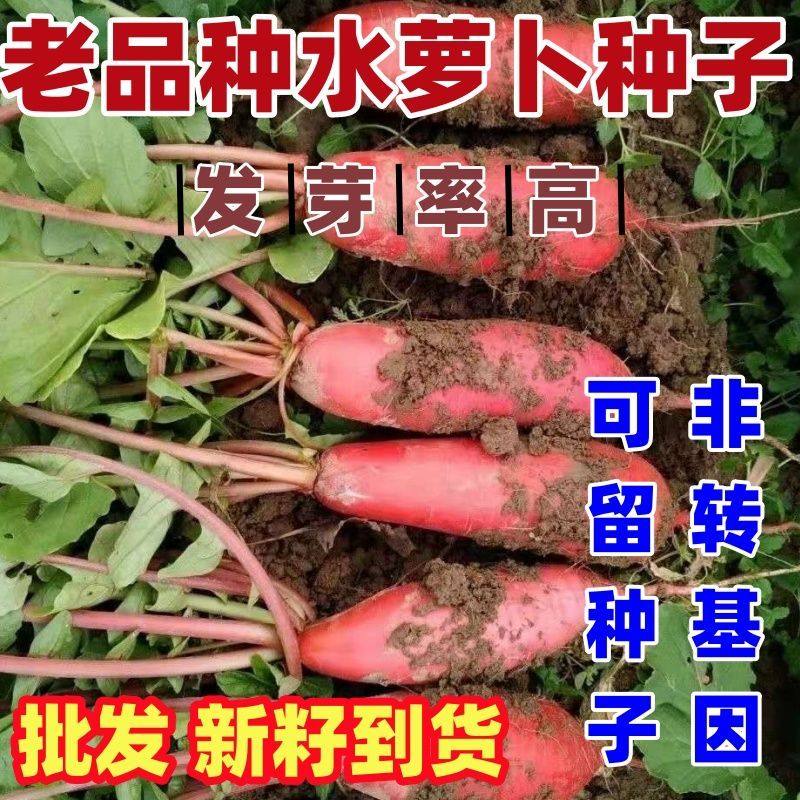 老品种水萝卜种子花皮甜脆红皮水萝卜种籽四季播春秋水果萝卜籽孑,鲜花速递/花卉仿真/绿植园艺,家庭园艺种子,淘宝优惠券,粉丝福利购,淘宝优惠卷