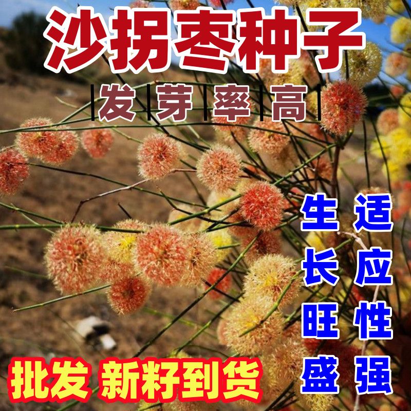 沙拐枣种子林灌木籽防风