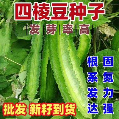 四棱豆种子四季蔬菜菜籽