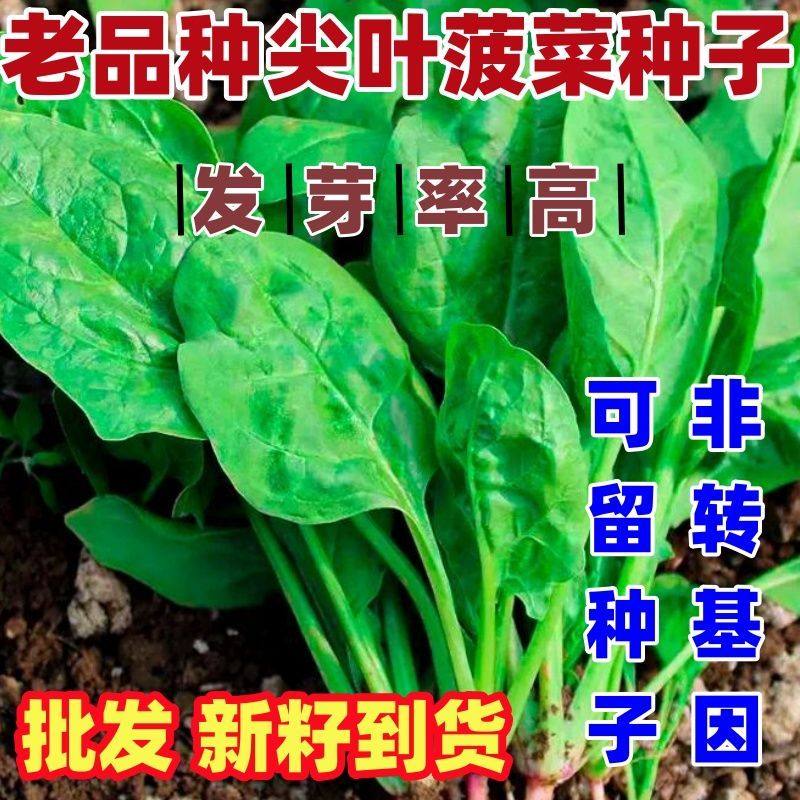 老品种尖叶土菠菜种子高产易种盆栽农田菜园青菜四季阳台蔬菜种籽,鲜花速递/花卉仿真/绿植园艺,家庭园艺种子,淘宝优惠券,粉丝福利购,淘宝优惠卷