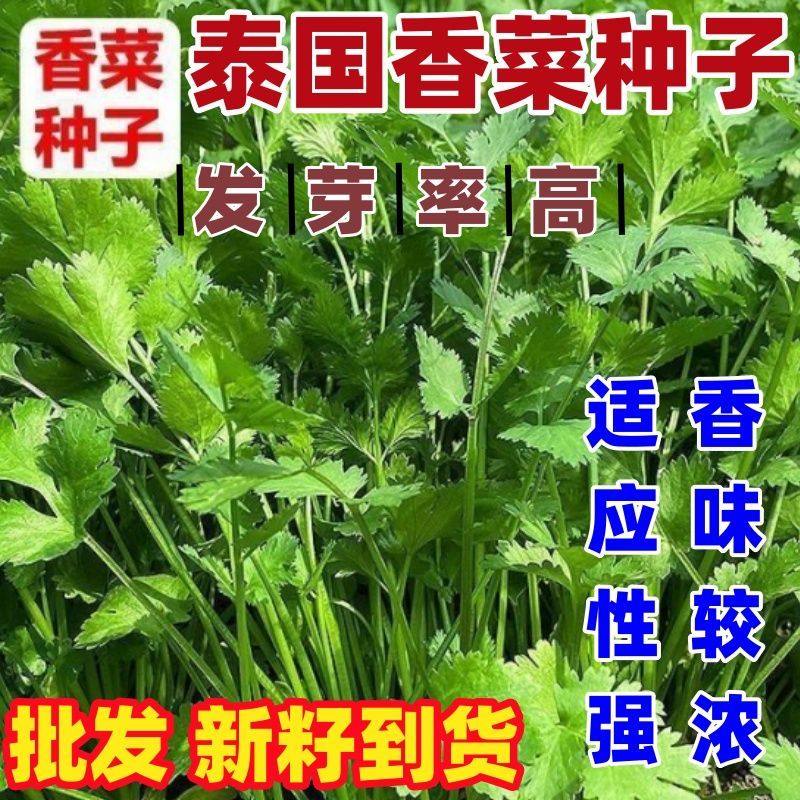 泰国香菜种籽菜籽蔬菜庭院阳台盆栽简单易种泰国香菜种子量大实惠,鲜花速递/花卉仿真/绿植园艺,家庭园艺种子,淘宝优惠券,粉丝福利购,淘宝优惠卷