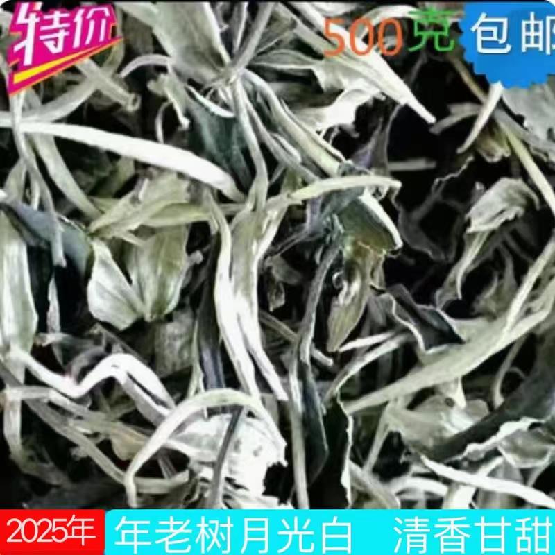 新日期2025年春茶云南普洱景谷月光白茶春茶月光美人乔木散茶500