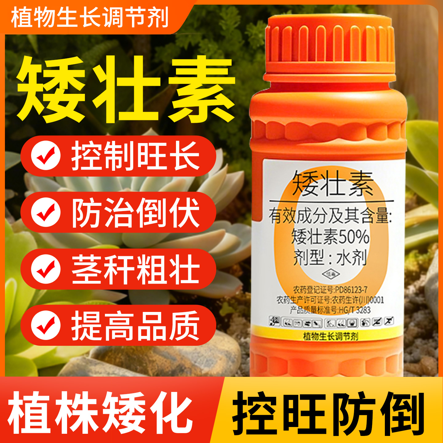 【花卉专用水仙】矮壮素