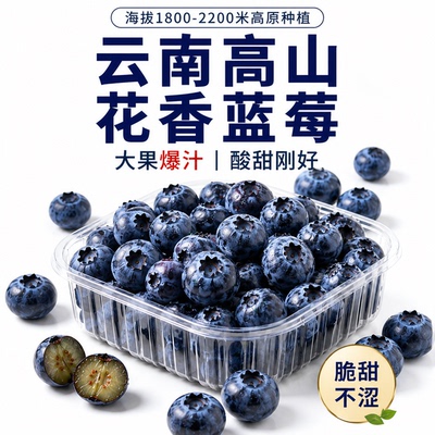 高山蓝莓新鲜采摘产地直发