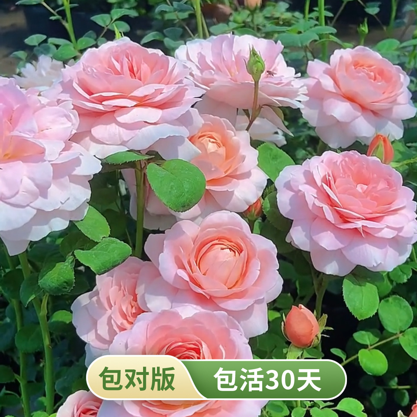 瑞典女王灌木月季欧月