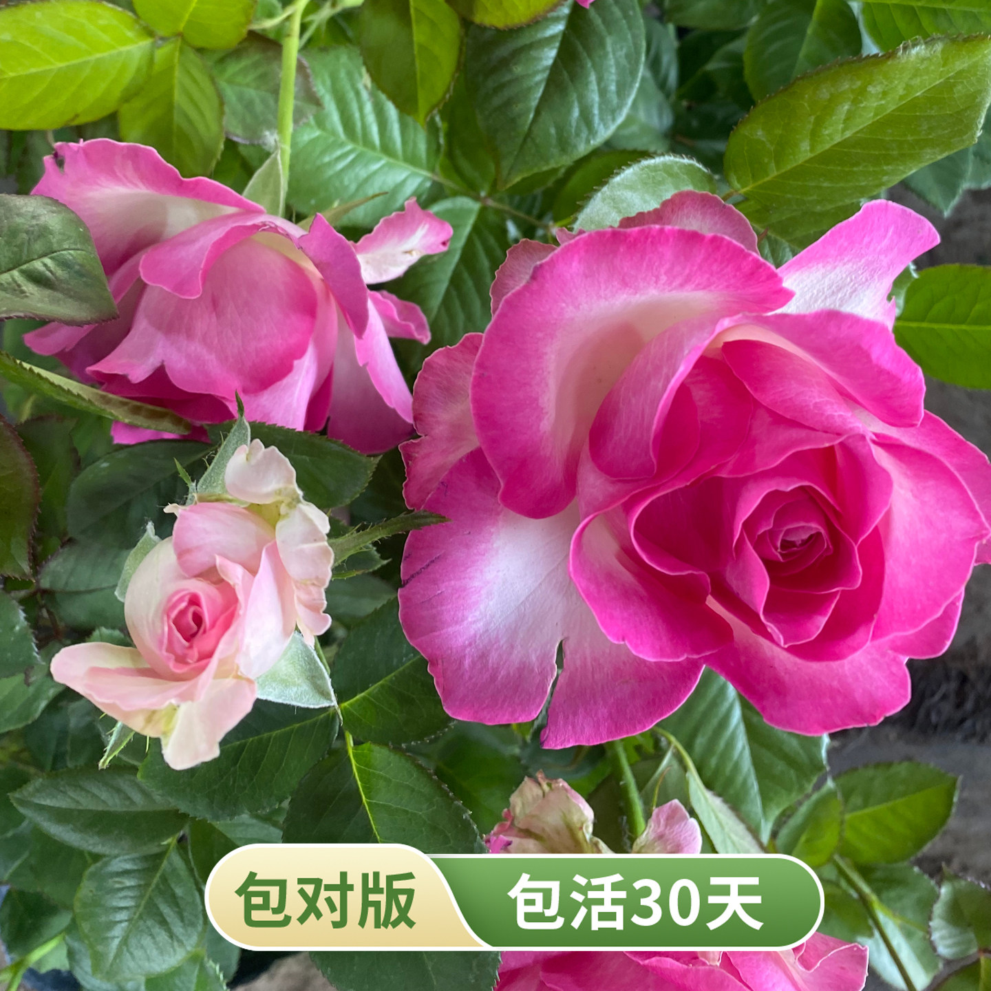 糖果雪山月季粉边大花勤花阳台