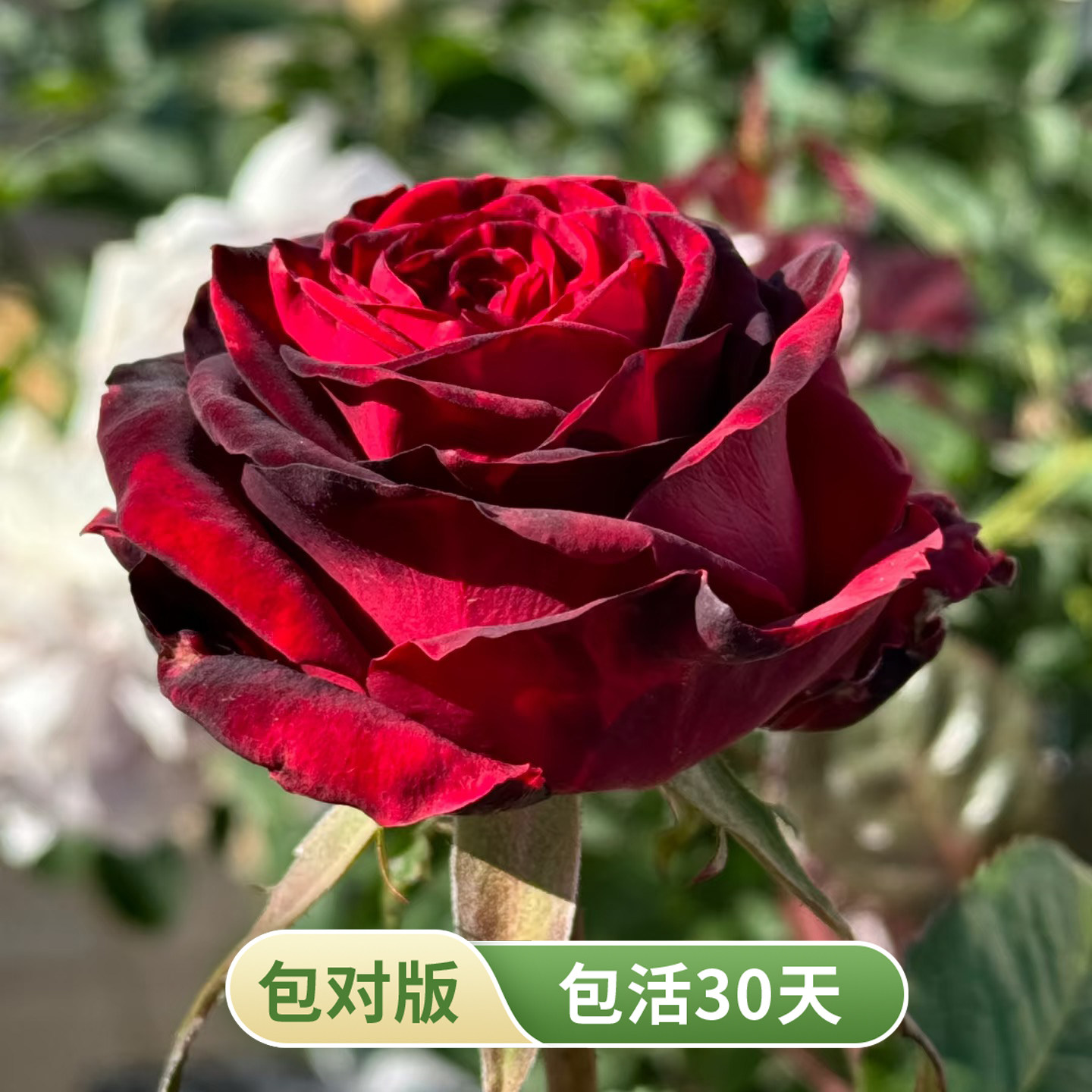 黑金丝绒月季花苗多季开花高杯