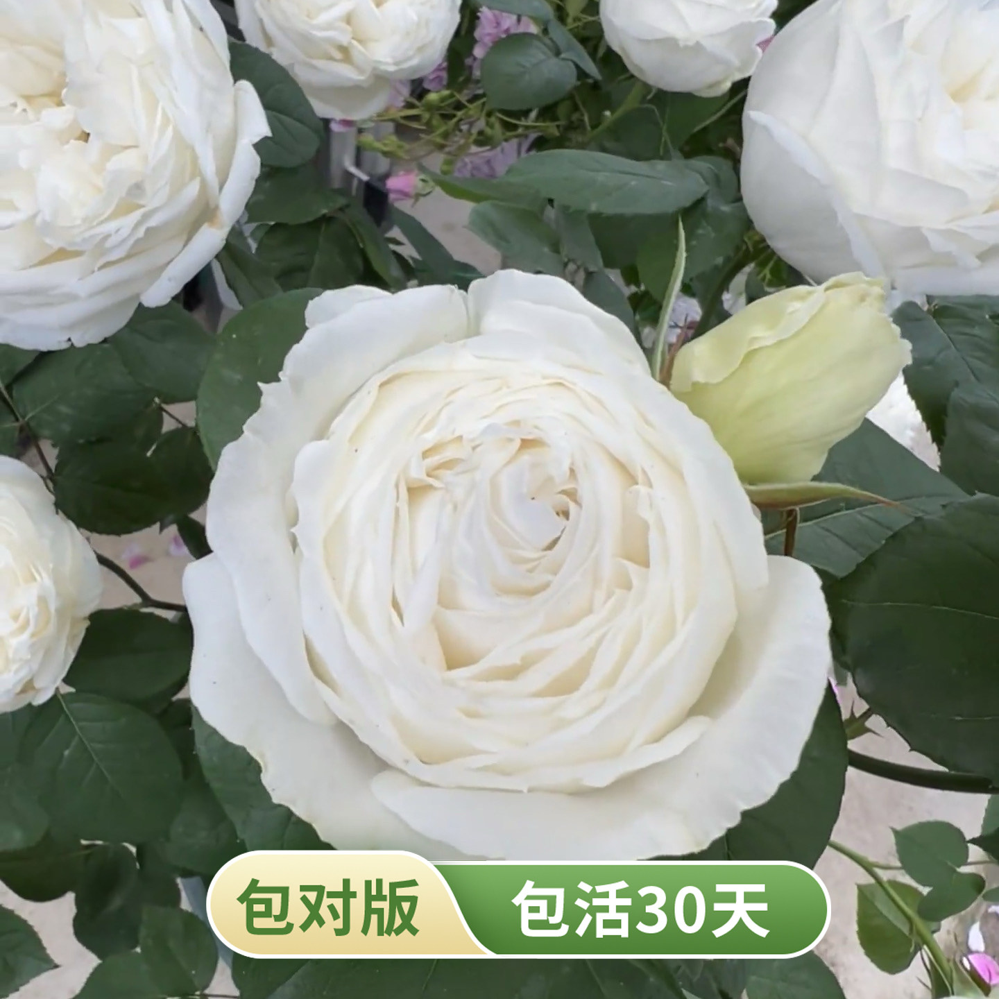 白色伊芙浓香大花月季可做手捧花
