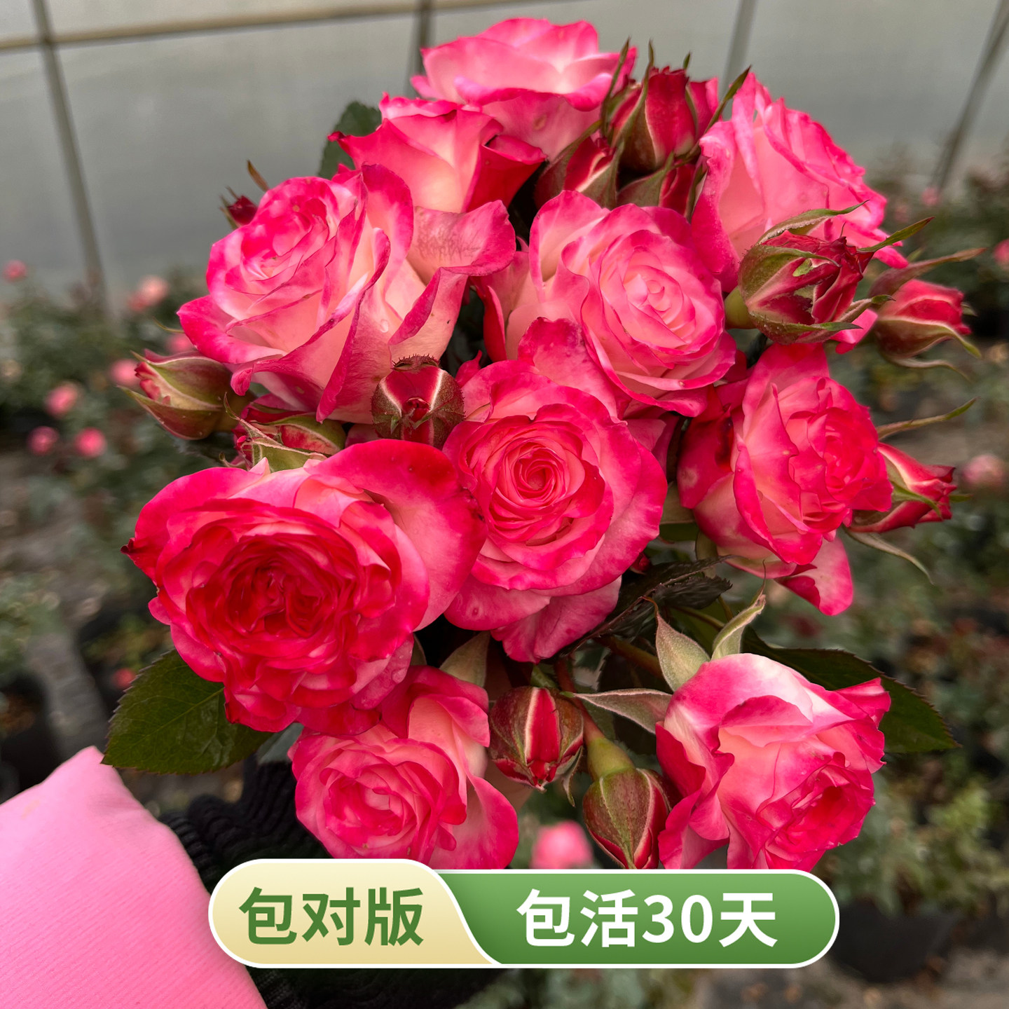 折射泡泡月季小切花丰花多头灌木