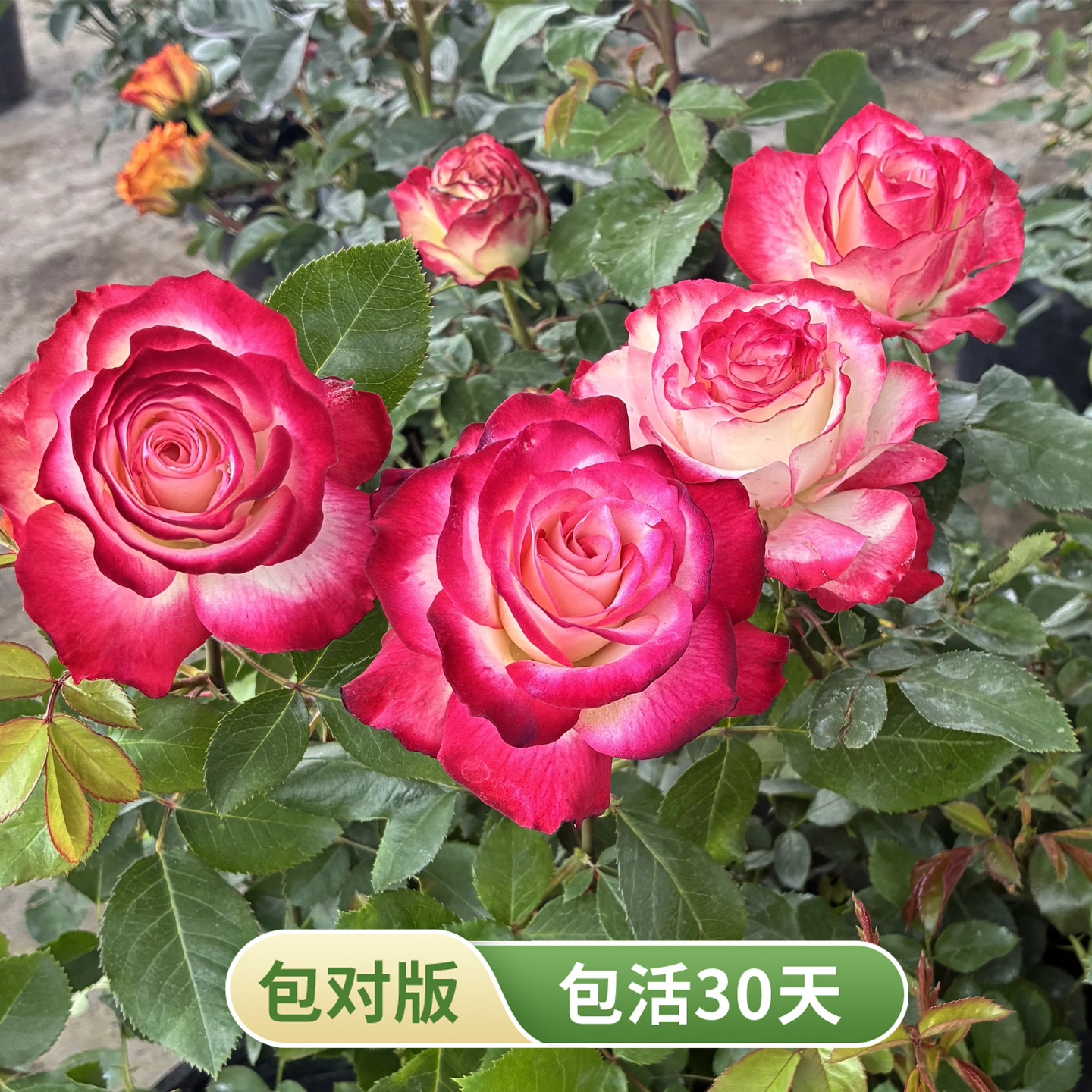 四季盆栽欧月摩纳哥公爵