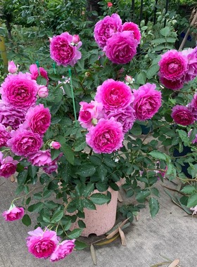 天方夜谭月季盆栽多季勤花植物阳台灌木多头浓香大花花卉丰花植物