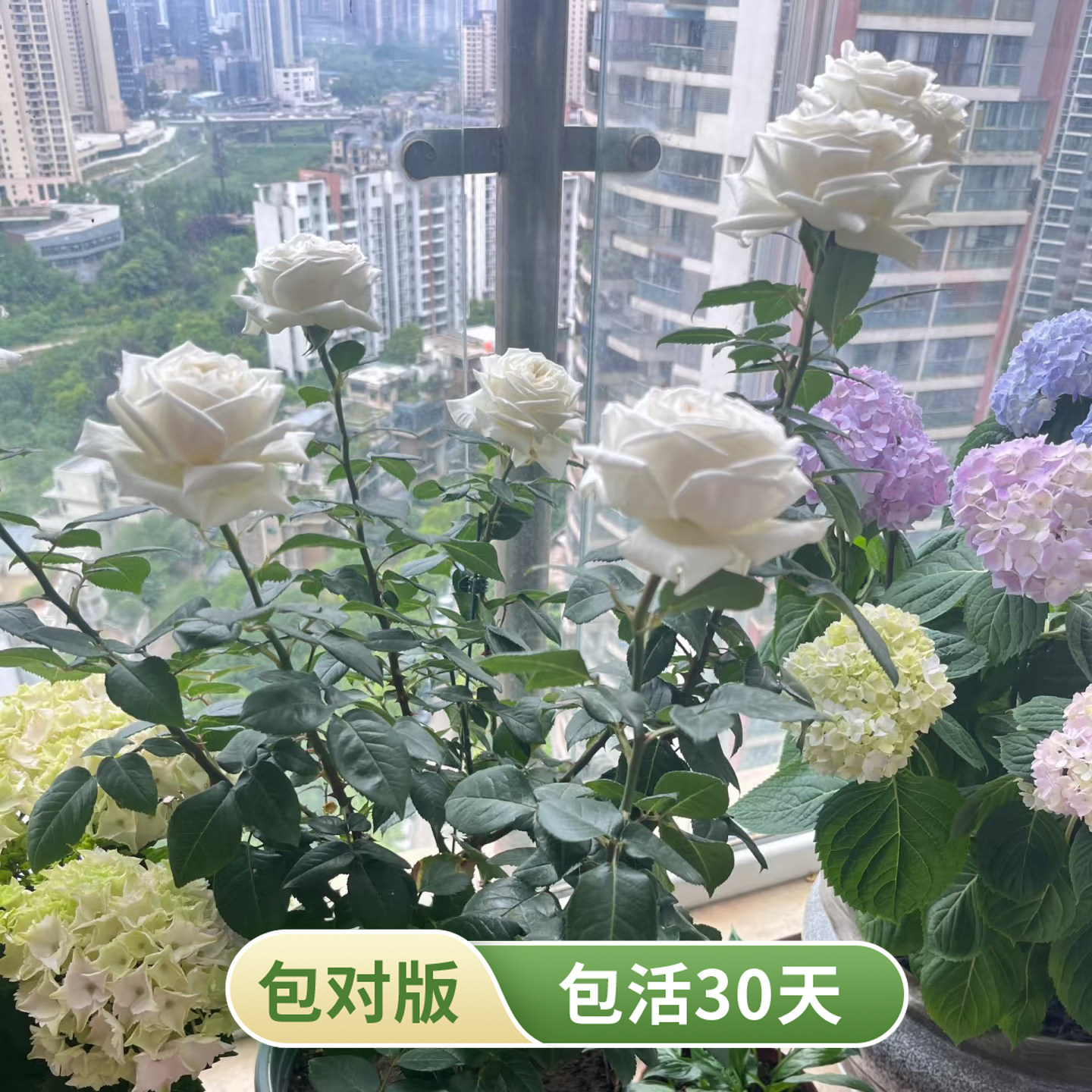 珍妮莫罗月季花苗浓香大花勤花