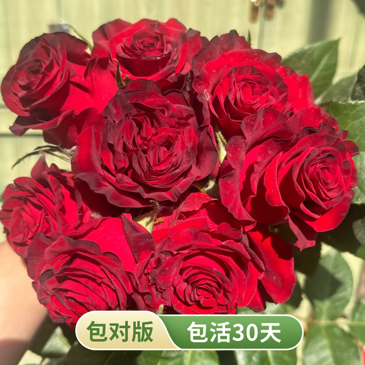 哈利路亚月季苗正红丝绒长花期