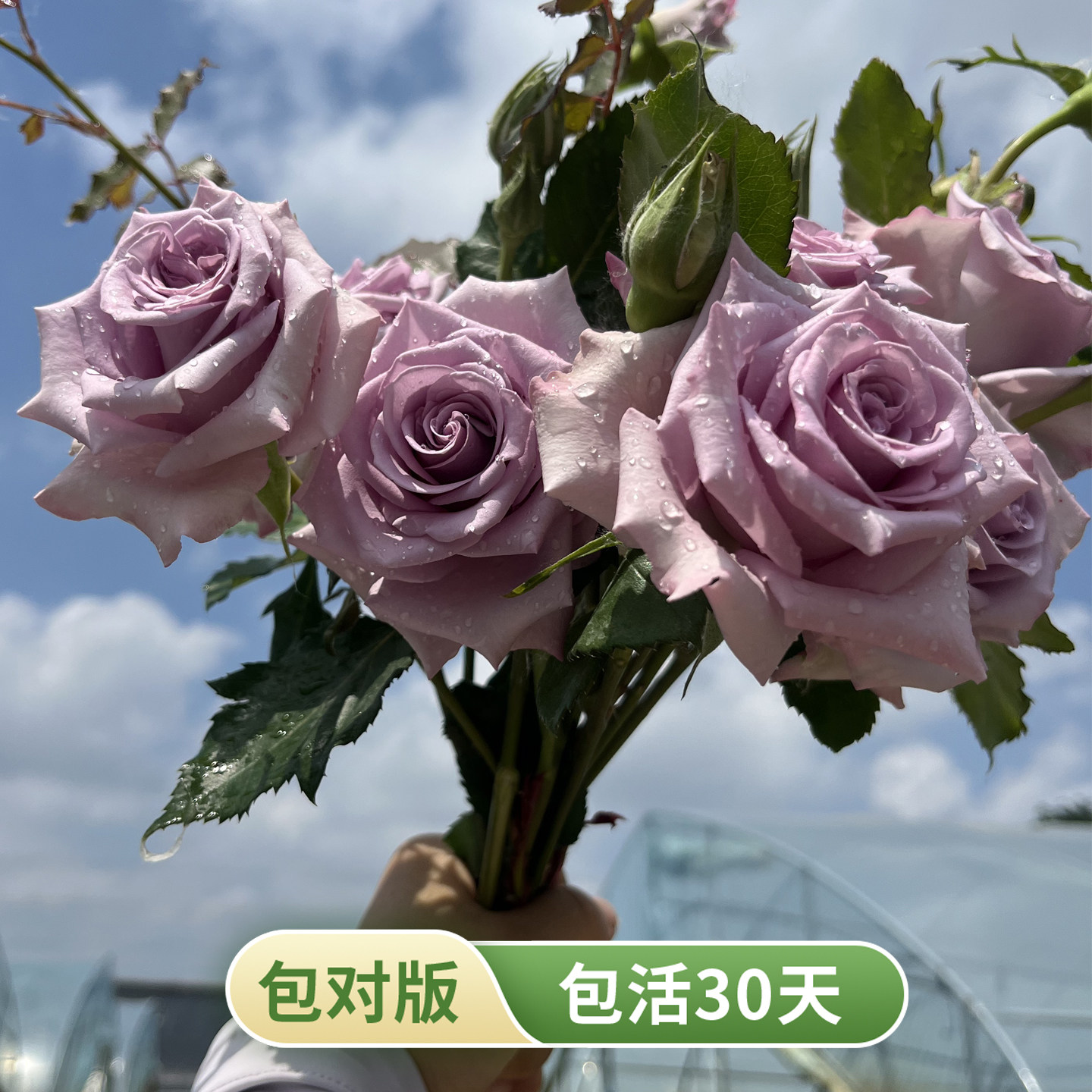海洋之歌切花月季薰衣草紫高杯花型花期长多季勤花阳盆栽玫瑰花苗