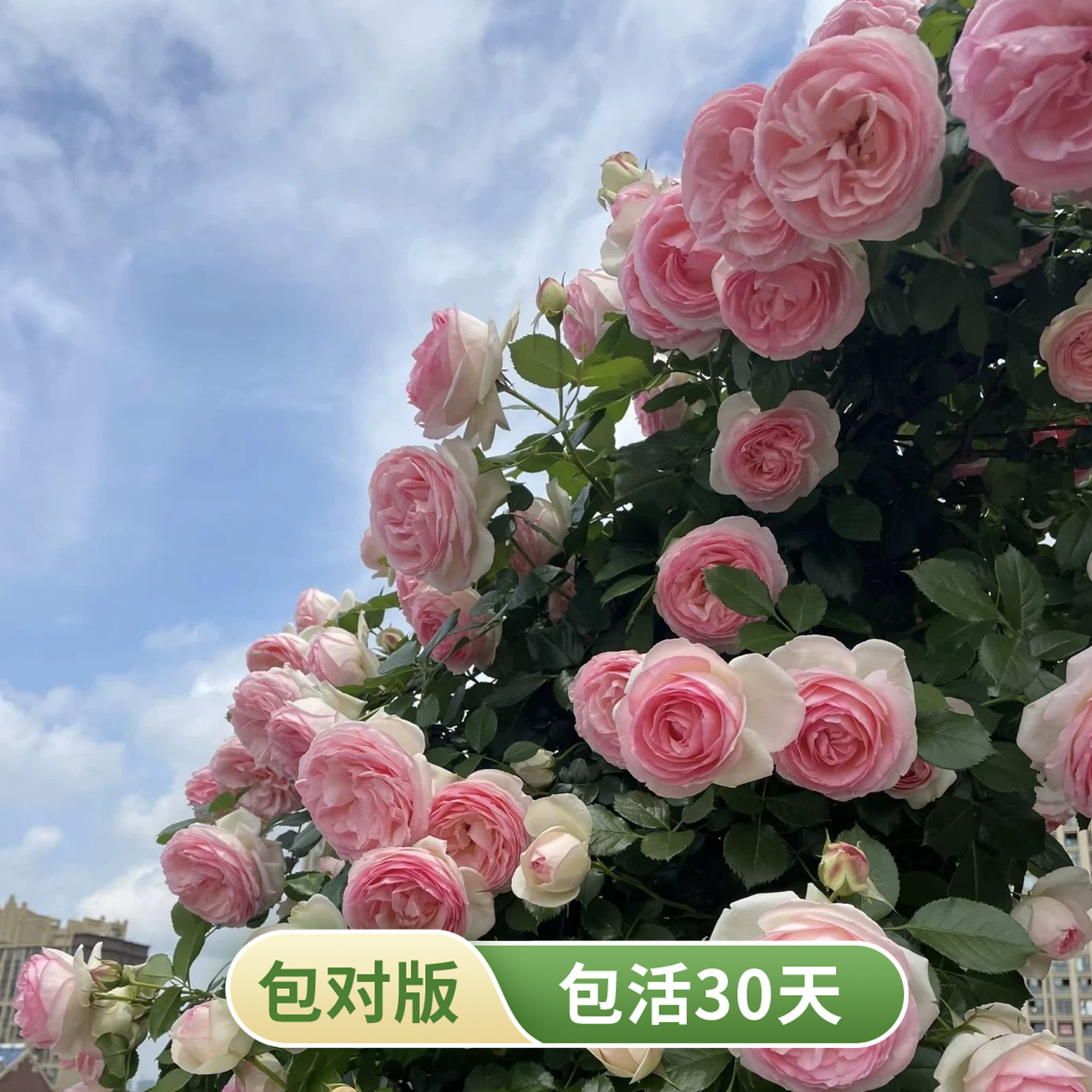 粉色龙沙宝石可藤本可灌木月季
