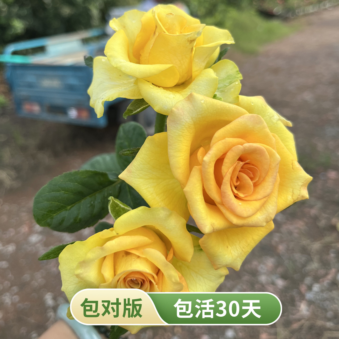 奥杜威月季少刺抗病复色切花