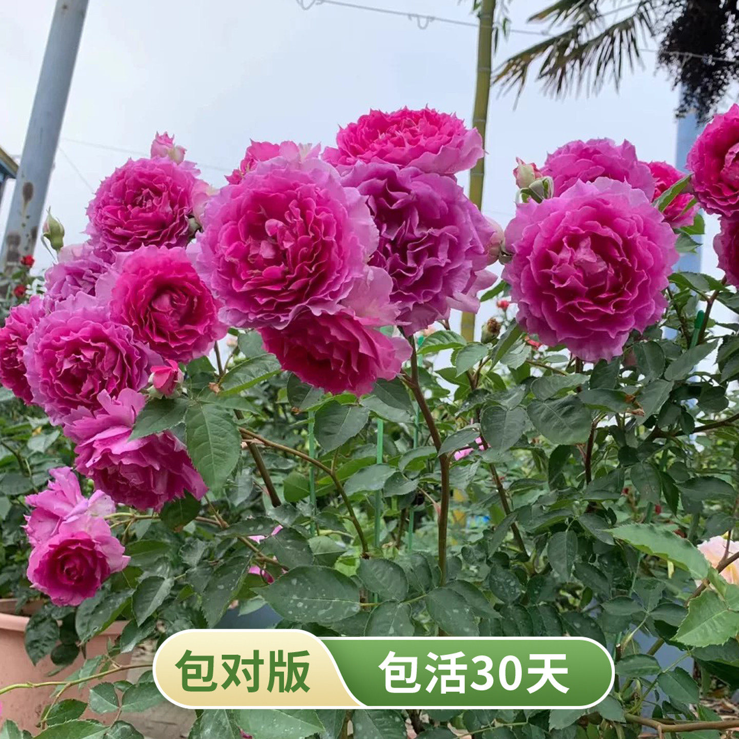 天方夜谭蓝紫色浓香大花