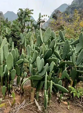 云南原生态仙人掌盆栽食用可吃可种植药用美容外敷绿色植物消肿