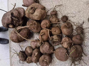 云南山区新鲜金不换中药材独脚乌桕石琴薯山乌龟盆景500克包邮