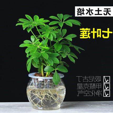 七叶莲水培盆栽招财树植物八方来财鸭脚木室内绿植花卉发财树水养