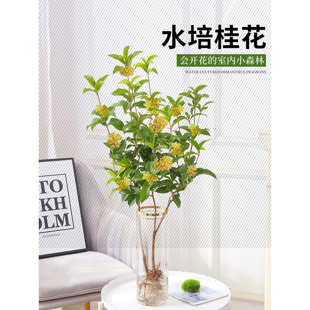 水培桂花盆栽树苗带花盆水养桂鲜切花卉植物室内好养易活绿植