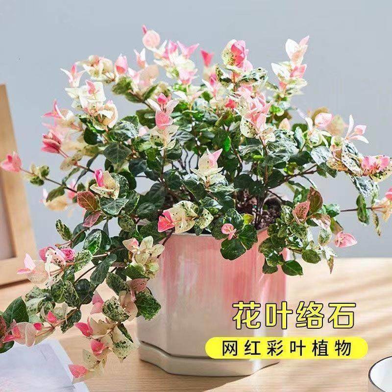 花叶络石彩叶爬藤植物常青藤阳台花园花卉绿植盆栽垂吊兰耐热好养