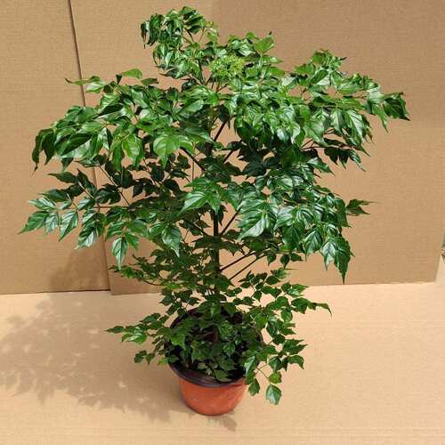 幸福树盆型栽植物室室内大厅办客公平安盆树大景花化卉绿植净空气