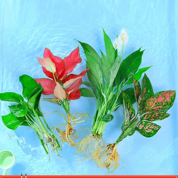 培植物吉利红室内花卉盆栽绿植九里香水养发财树黄金葛富贵竹大全