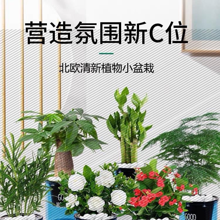 绿萝发财树文竹九里香花卉盆栽植物室内薄荷富贵竹水培植物好养活