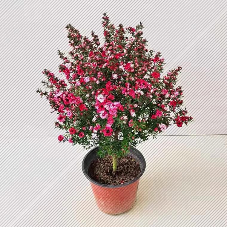 松红梅不带花苞三色梅澳洲雪花梅室内花卉盆栽一树多色阳台好养
