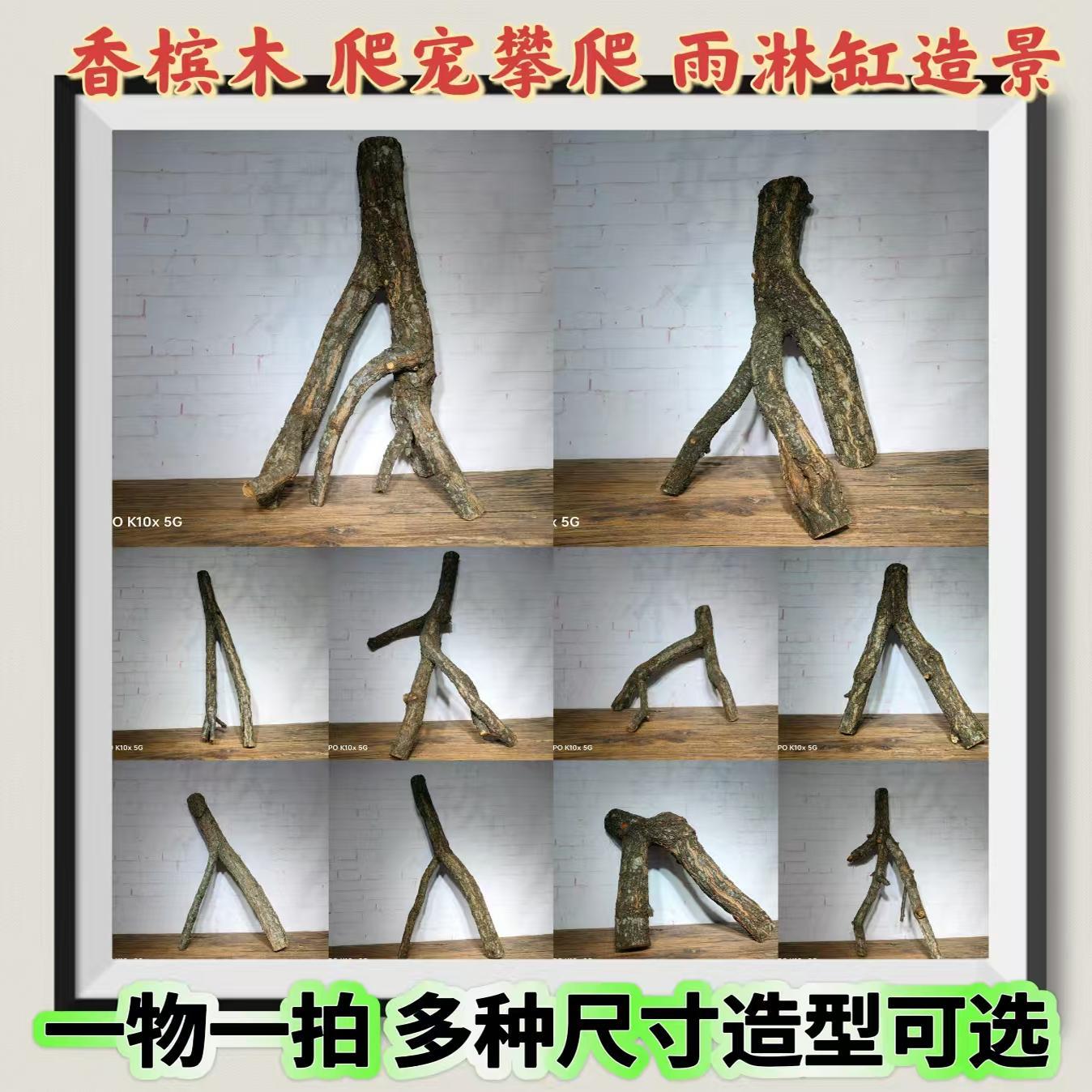 天然原木枝杈树干香槟木守宫蜥蜴蜘蛛蛇变色龙爬宠造景雨林缸装饰