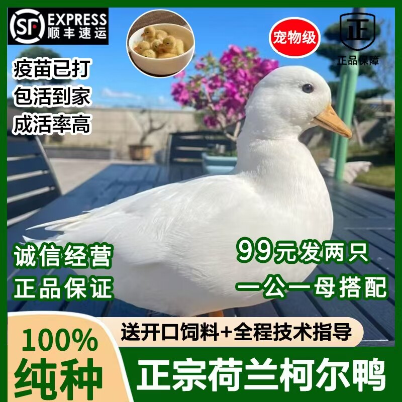 纯种柯尔鸭幼崽活苗小幼崽