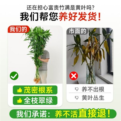 富贵竹水培植物竹子大盆栽客厅招财粗杆带根节节高室内水养绿植物