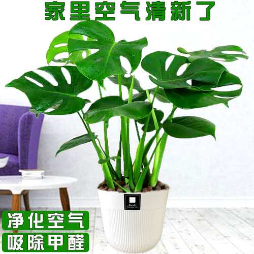 龟背竹盆栽室内办公室净化空气除甲醛绿植土水培植物四季常青耐阴