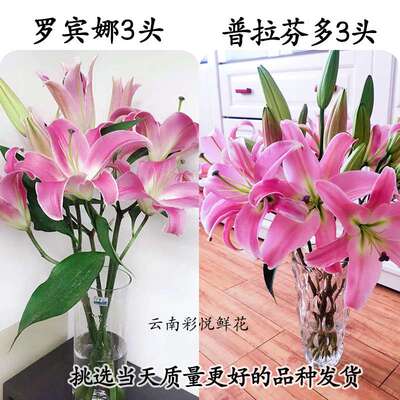 【A级大花苞粉红百合鲜花】昆明基地  罗宾娜普拉芬多百合鲜花