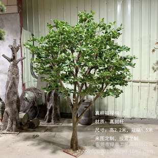 仿真福禄桐真杆福禄桐树园林景观绿化假树酒店餐饮大堂装饰摆件