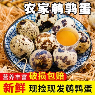 新鲜鹌鹑蛋杂粮喂养现捡现发40枚营养丰富口感细腻家禽蛋类