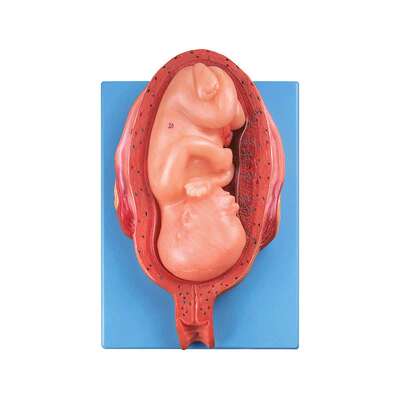 七个月胎儿模型A42005/7