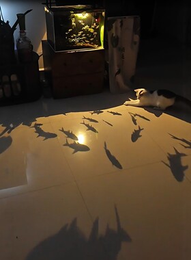 猫不知游鱼是影--鱼缸鱼影灯