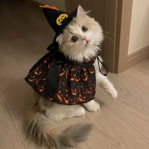 猫咪南瓜披风万圣节cos服