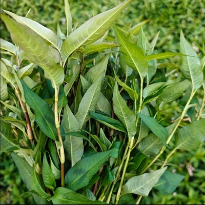 云南新鲜香柳叶拉莎叶凉拌煮鱼