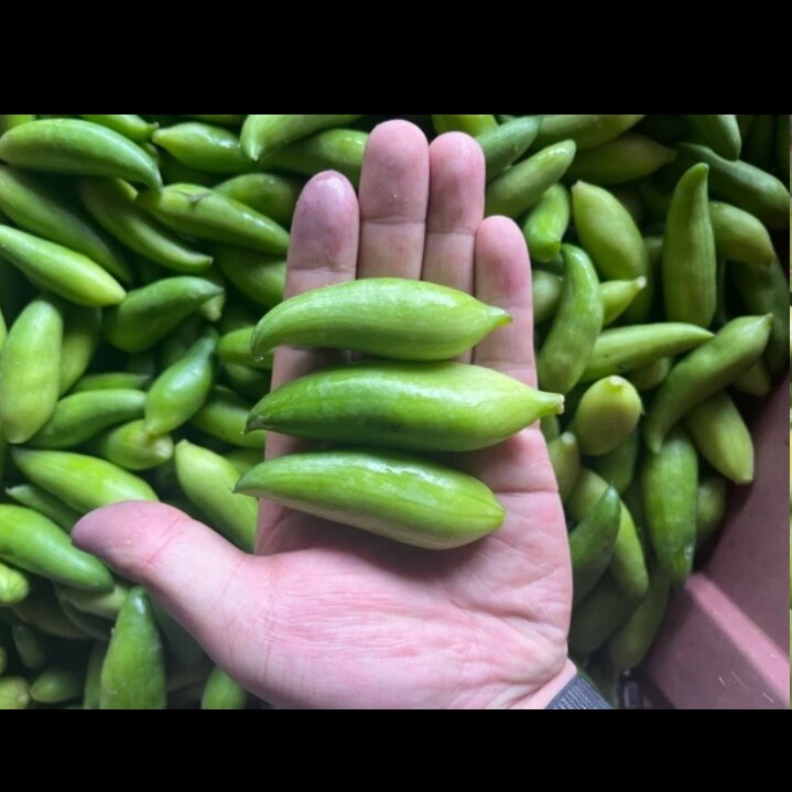 云南德宏特产新鲜蔬菜小雀瓜小角瓜美味素食装短季时令蔬菜